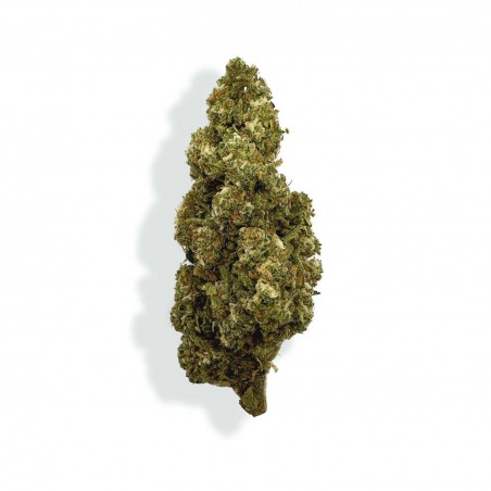 Fleur de CBD - ORANGE BUD